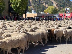 Trailing of the Sheep