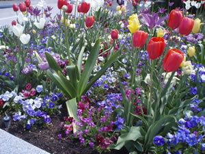 Temple Square Flowers